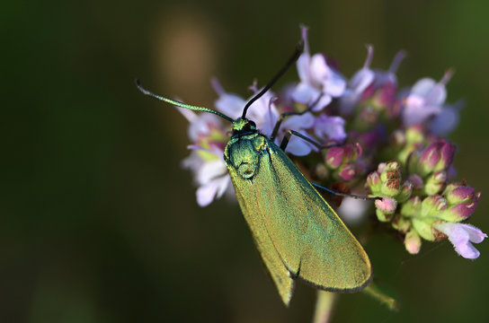 colour bug green and blue