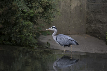 Grey Heron (Ardea cinerea)