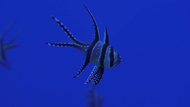 Exotic fish swim underwater closeup