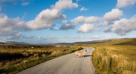 Schaf auf der Straße, Skye, Schottland