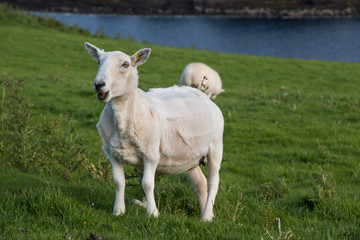 Naklejka na ściany i meble Schaf in der Abendsonne, Isle of Skye, Schottland