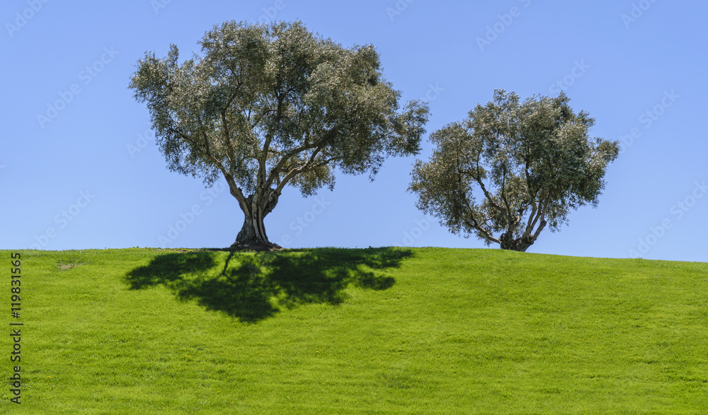 Wall mural Two trees on a field