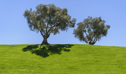 Two trees on a field