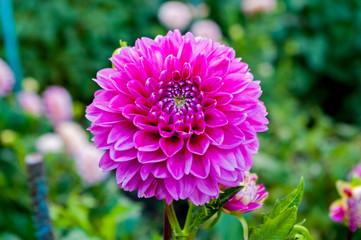 Chrysanthemum flower closeup
