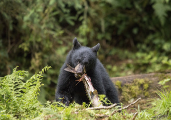 Bear Cub and Salmon