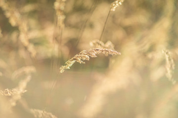 Steppe grass in sunset 