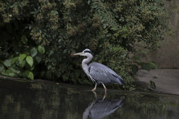 Grey Heron (Ardea cinerea)