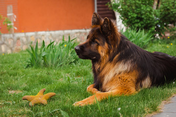 dog Caucasian shepherd dog long-haired on the green lawn