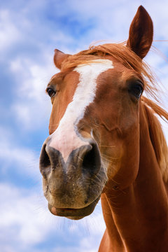 Funny brown horse - portrait.