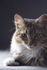 contrast portrait of a cat in a dark vein on the background