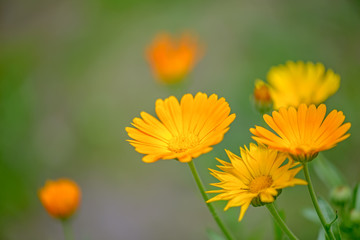 Calendula officinalis flowers