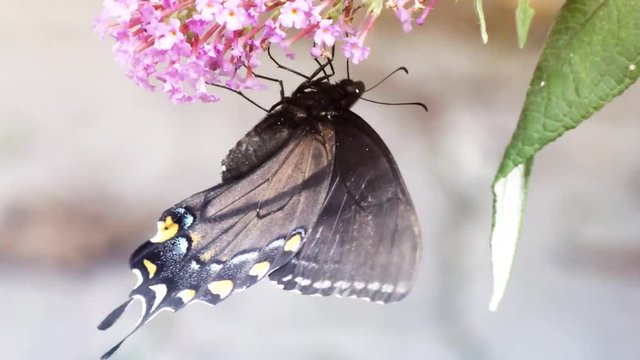 Eastern Black Swallowtail Butterfly feeds on pink flowers