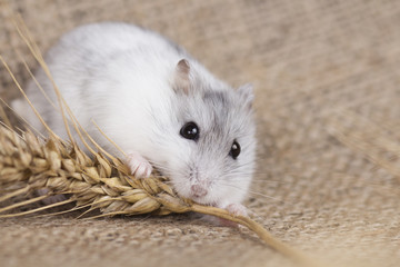 Jungar hamster eating seeds from the stalk of oats