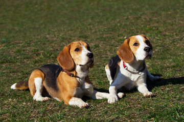 dogs breed beagle