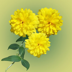 Beautiful floral background of delicate flowers rudbeckia 