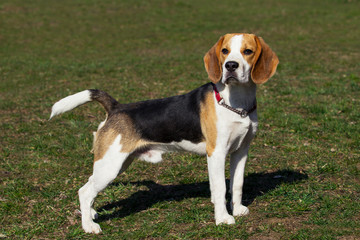 dog breed beagle