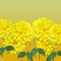 Beautiful floral background of delicate flowers rudbeckia 