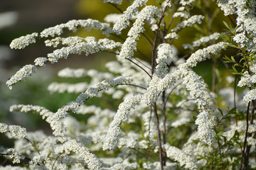 The blossoming meadowsweet of Argut, or ostrozazubrenny (Spiraea