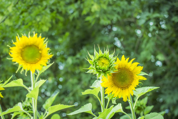 Sunflowers in the countryside