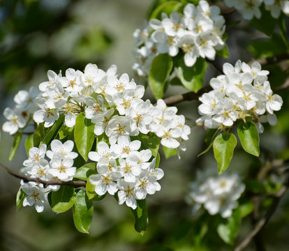 Branch with flowers of a pear ordinary (Pyrus communis L.), clos