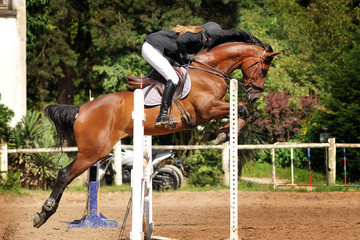 saut d'obstacle en équitation © beatrix kido