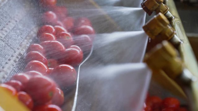 Automatic line for the canning industry.Preserving Vegetables. Washing Tomatoes.Slow motion. Close up