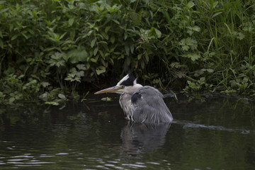Grey Heron (Ardea cinerea)
