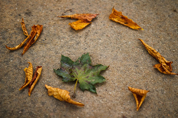 Autumn concept