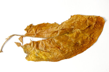 dry leaf tobacco closeup