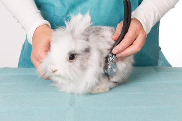 Kaninchen wird abgehört mit Stethoskop