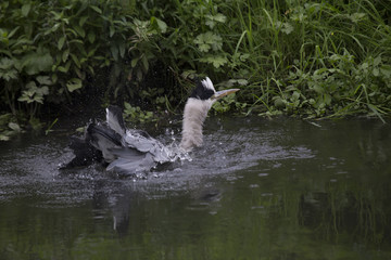 Grey Heron (Ardea cinerea)