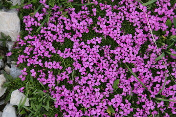 Phlox Polster-Phlox