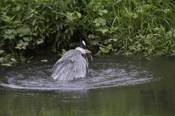 Grey Heron (Ardea cinerea)