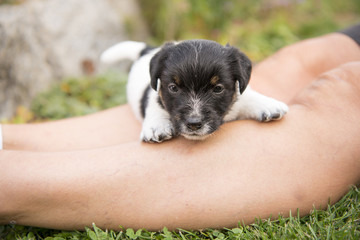 cute dog puppy - 4,5 weeks old - - jack russell terrier 
