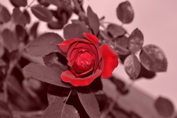 petite rose rouge