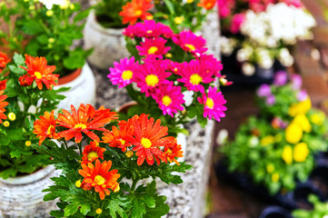 Colorful chrysanthemums in pots in flower shop