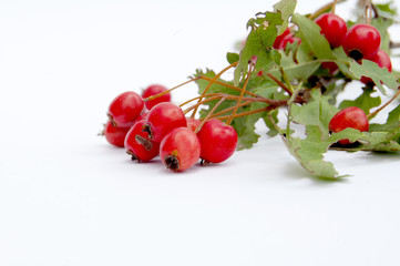 ripe hawthorn in autumn. Close up
