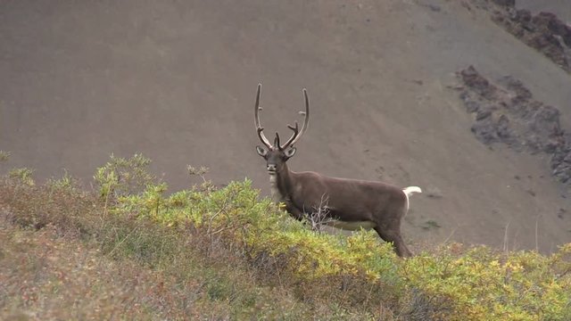 Bull Caribou in Velvet