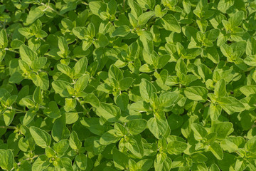 Obraz premium bright shoots of mint. view from above