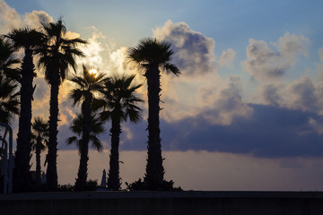 St.Julians, Malta - Silhouette of palm trees on colorful sunrise with beautiful clouds