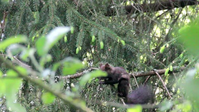carpathian squirell (Sciurus vulgaris carpathicus)