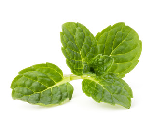 Fototapeta premium Fresh mint herb leaves isolated on white background cutout