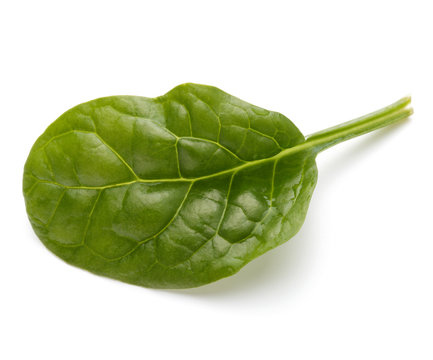 Baby spinach leaves isolated on white background cutout