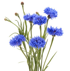 Fototapeta premium Blue Cornflower Herb or bachelor button flower bouquet isolated