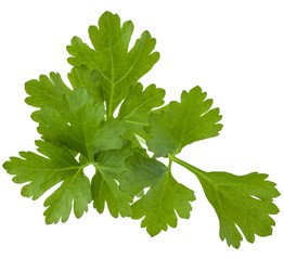 fresh parsley herb  leaves isolated on white background cutout