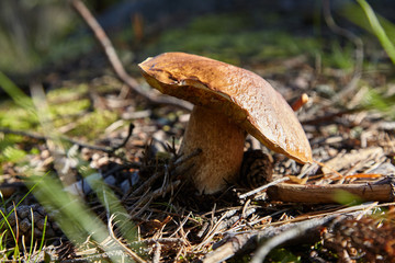 Boletus edulis