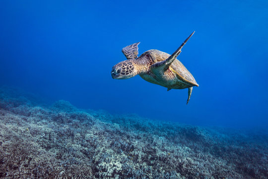 Turtle Coralscape