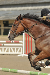 Obraz premium saut d'obstacle en équitation