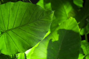 close up view of nice fresh leaf on green back
