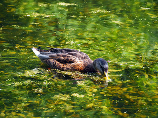 Duck eats algae in the pond